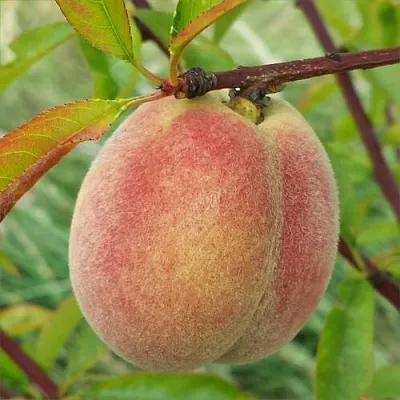 Персик ЕЛГАВСКИЙ  Персик ЕЛГАВСКИЙ в Омске