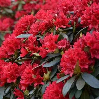 Рододендрон БУЗУКИ  Рододендрон БУЗУКИ в Омске