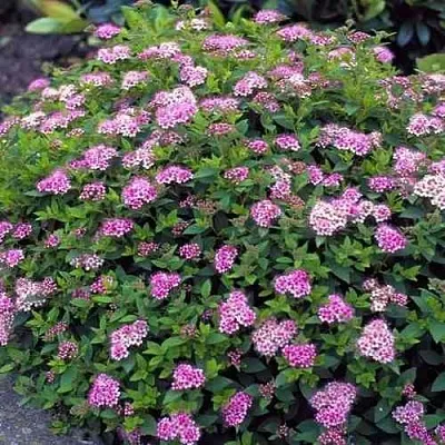 Спирея ЛИТЛ ПРИНЦЕСС японская  Спирея ЛИТЛ ПРИНЦЕСС японская в Омске