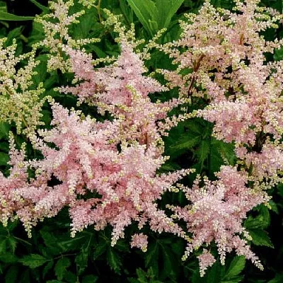 Астильба СЕСТРА ТЕРЕЗА Арендса  Астильба СЕСТРА ТЕРЕЗА Арендса в Омске