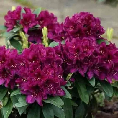 Рододендрон КАЛИ  Рододендрон КАЛИ в Омске