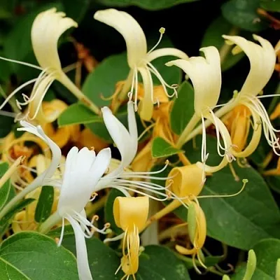 Жимолость ХАЛЛИАНА японская (Хелиана) в Омске