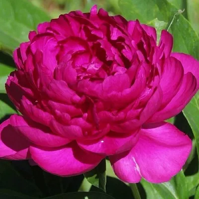 Пион БАРХАТ НОЧИ травянистый  Пион БАРХАТ НОЧИ травянистый в Омске