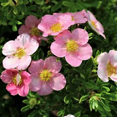 Лапчатка ЛАВЛИ ПИНК кустарниковая  Лапчатка ЛАВЛИ ПИНК кустарниковая в Омске