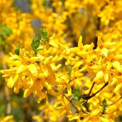 Форзиция  Форзиция в Омске