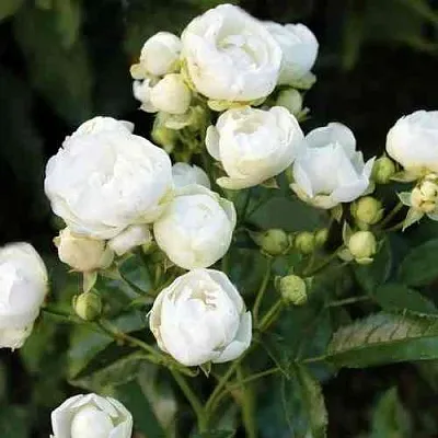 Саженцы роз УАЙТ МОРСДАГ полиантовая в Омске