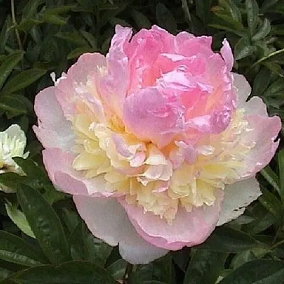 Пион РАСБЕРРИ САНДЕЙ травянистый  Пион РАСБЕРРИ САНДЕЙ травянистый в Омске