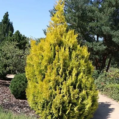 Туя СТОУНХАМ ГОЛД складчатая  Туя СТОУНХАМ ГОЛД складчатая в Омске