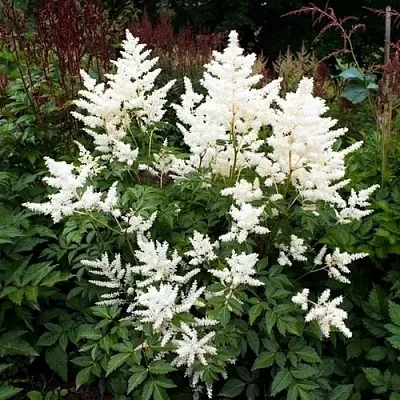 Астильба ДОЙЧЛАНД японская  Астильба ДОЙЧЛАНД японская в Омске