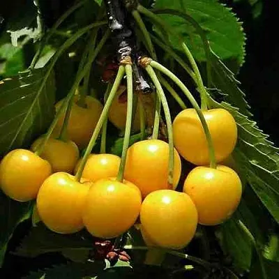 Черешня ЧЕРМАШНАЯ  Черешня ЧЕРМАШНАЯ в Омске