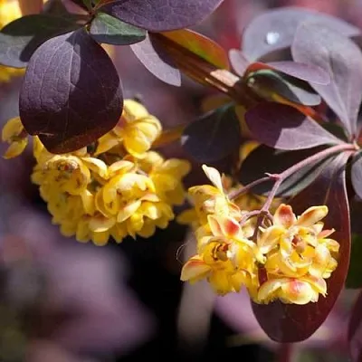 Барбарис  Барбарис в Омске