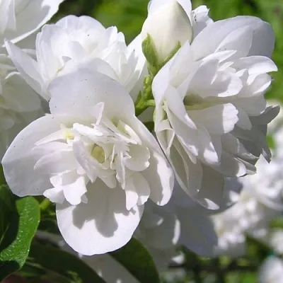 Жасмин ЖИРАНДОЛЬ  Жасмин ЖИРАНДОЛЬ в Омске