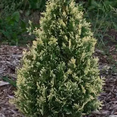 Туя БРАБАНТ ВАРИЕГАТТА западная — описание сорта Туя БРАБАНТ ВАРИЕГАТТА западная в Омске