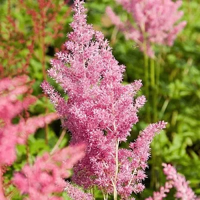 Астильба РЕЙНЛЕНД японская  Астильба РЕЙНЛЕНД японская в Омске