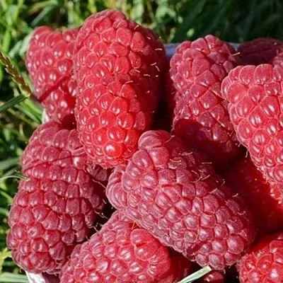 Малина САМОСВАЛ  Малина САМОСВАЛ в Омске