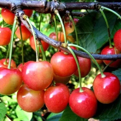 Черешня БРЯНСКАЯ РОЗОВАЯ — описание сорта Черешня БРЯНСКАЯ РОЗОВАЯ в Омске