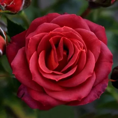 Саженцы роз ЧОКОЧИНО спрей  Саженцы роз ЧОКОЧИНО спрей в Омске