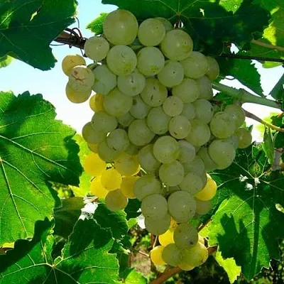 Виноград КИШМИШ МУСКАТНЫЙ  Виноград КИШМИШ МУСКАТНЫЙ в Омске