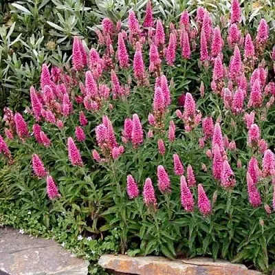 Вероника РОЗЕА колосковая  Вероника РОЗЕА колосковая в Омске