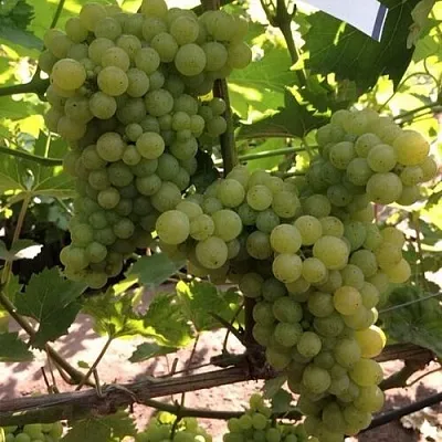 Виноград КИШМИШ 311  Виноград КИШМИШ 311 в Омске