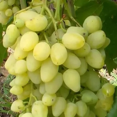 Виноград ЗАРНИЦА  Виноград ЗАРНИЦА в Омске