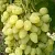 Виноград ЗАРНИЦА в Омске