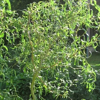 Ива МАТСУДАНА  Ива МАТСУДАНА в Омске