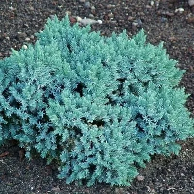 Можжевельник БЛЮ СТАР чешуйчатый  Можжевельник БЛЮ СТАР чешуйчатый в Омске