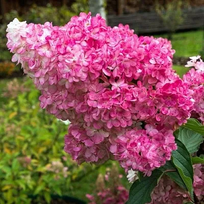 Гортензия МЕГА МИНДИ метельчатая  Гортензия МЕГА МИНДИ метельчатая в Омске