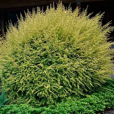 Жимолость  Жимолость в Омске