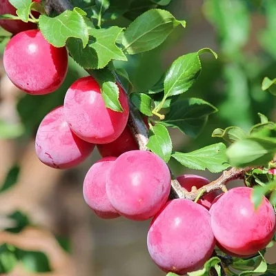 Алыча  Алыча в Омске