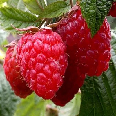 Малина КВЕЛЛИ в Омске