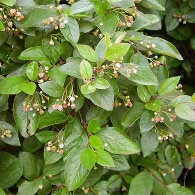 Кизильник блестящий — описание сорта Кизильник блестящий в Омске