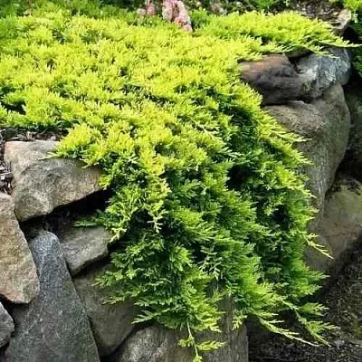 Можжевельник ГОЛДЕН КАРПЕТ горизонтальный  Можжевельник ГОЛДЕН КАРПЕТ горизонтальный в Омске