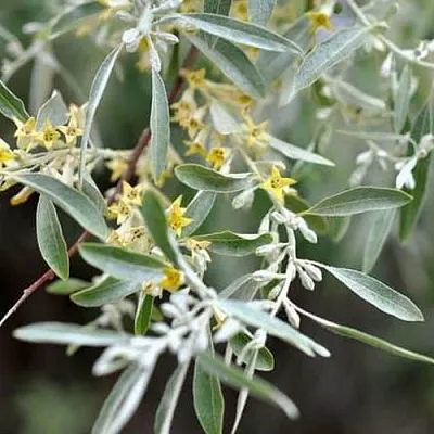 Лох  Лох в Омске