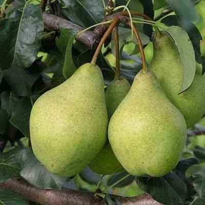 Груша ОРЛОВСКАЯ ЛЕТНЯЯ  Груша ОРЛОВСКАЯ ЛЕТНЯЯ в Омске