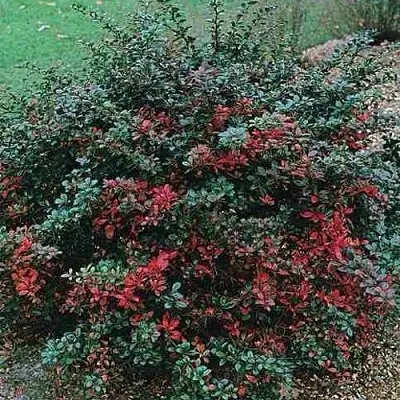 Барбарис РЕД ДЖЕВЕЛ средний   Барбарис РЕД ДЖЕВЕЛ средний  в Омске