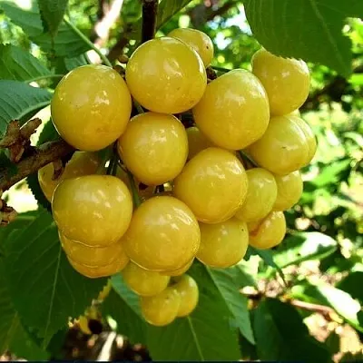 Черешня ПРИУСАДЕБНАЯ ЖЁЛТАЯ Черешня ПРИУСАДЕБНАЯ ЖЁЛТАЯ