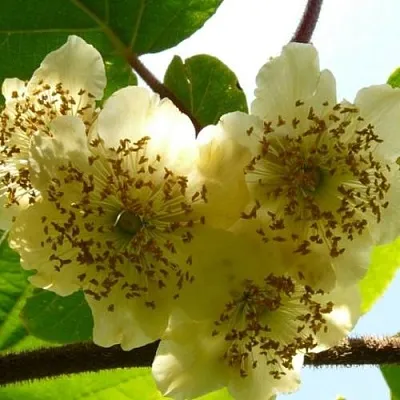 Актинидия АТЛАС (МУЖСКОЙ)  Актинидия АТЛАС (МУЖСКОЙ) в Омске