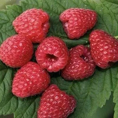 Малина ЗЮГАНА  Малина ЗЮГАНА в Омске