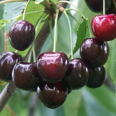 Черешня ЛЮБИМИЦА АСТАХОВА  Черешня ЛЮБИМИЦА АСТАХОВА в Омске