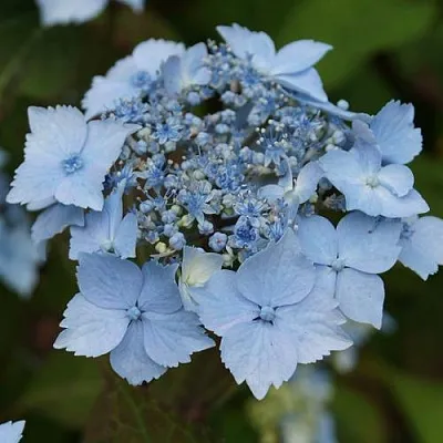 Гортензия БЛЮ ДЕКЛ пильчатая  Гортензия БЛЮ ДЕКЛ пильчатая в Омске