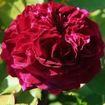 Саженцы роз ДИНО ДЕ ЛАУРЕНТИС шраб  Саженцы роз ДИНО ДЕ ЛАУРЕНТИС шраб в Омске