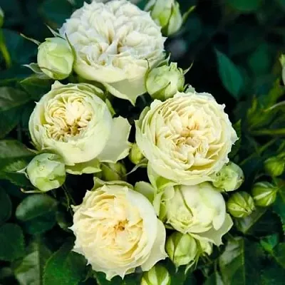 Саженцы роз БЛАНШЕТТ спрей  Саженцы роз БЛАНШЕТТ спрей в Омске