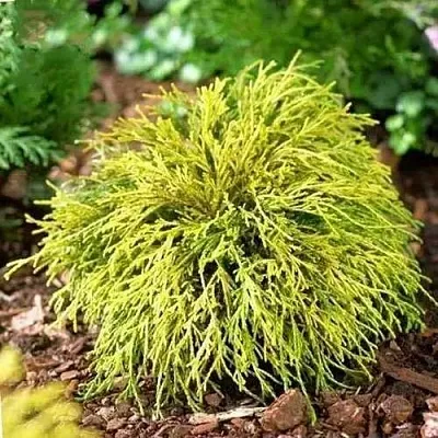 Кипарисовик ВАВЕЛ горохоплодный в Омске