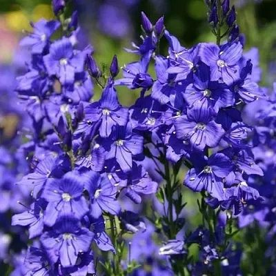 Вероника австрийская  Вероника австрийская в Омске