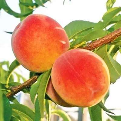 Персик ОНТАРИО  Персик ОНТАРИО в Омске