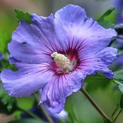 Гибискус МАРИНА сирийский в Омске