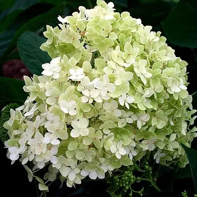 Гортензия СТЕРИЛИС древовидная   Гортензия СТЕРИЛИС древовидная  в Омске