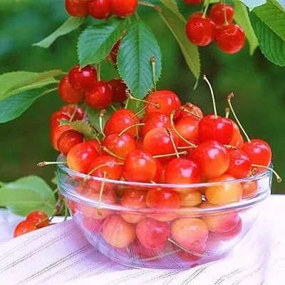 Черешня НАСЛАЖДЕНИЕ  Черешня НАСЛАЖДЕНИЕ в Омске